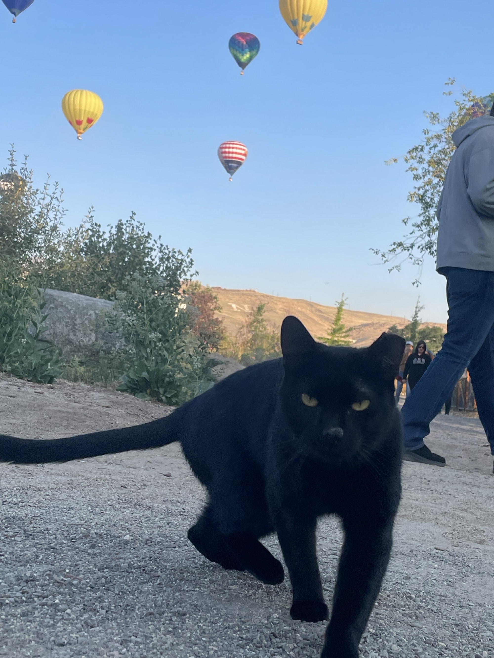 Black Cat walking toward the camera with attitude and hot air balloons in the background