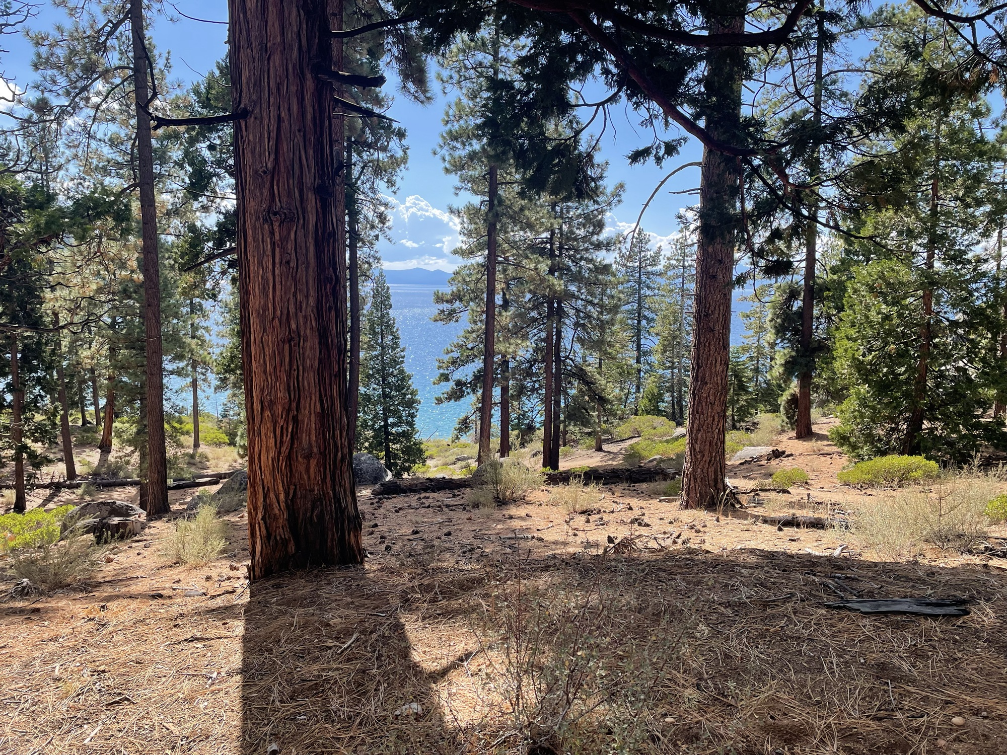 Lake Tahoe behind a grove of trees