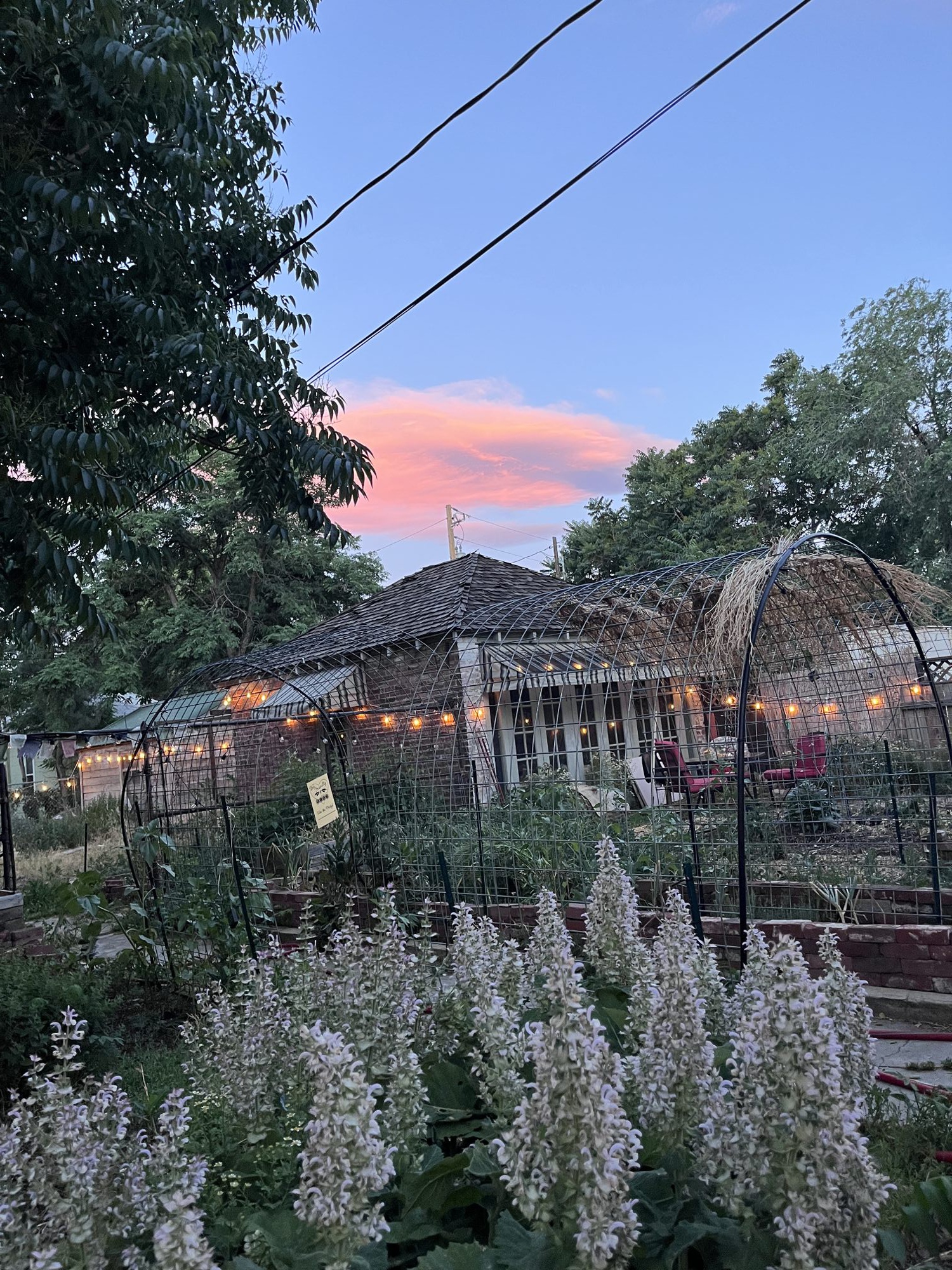 Flowers bloom under a sunrise