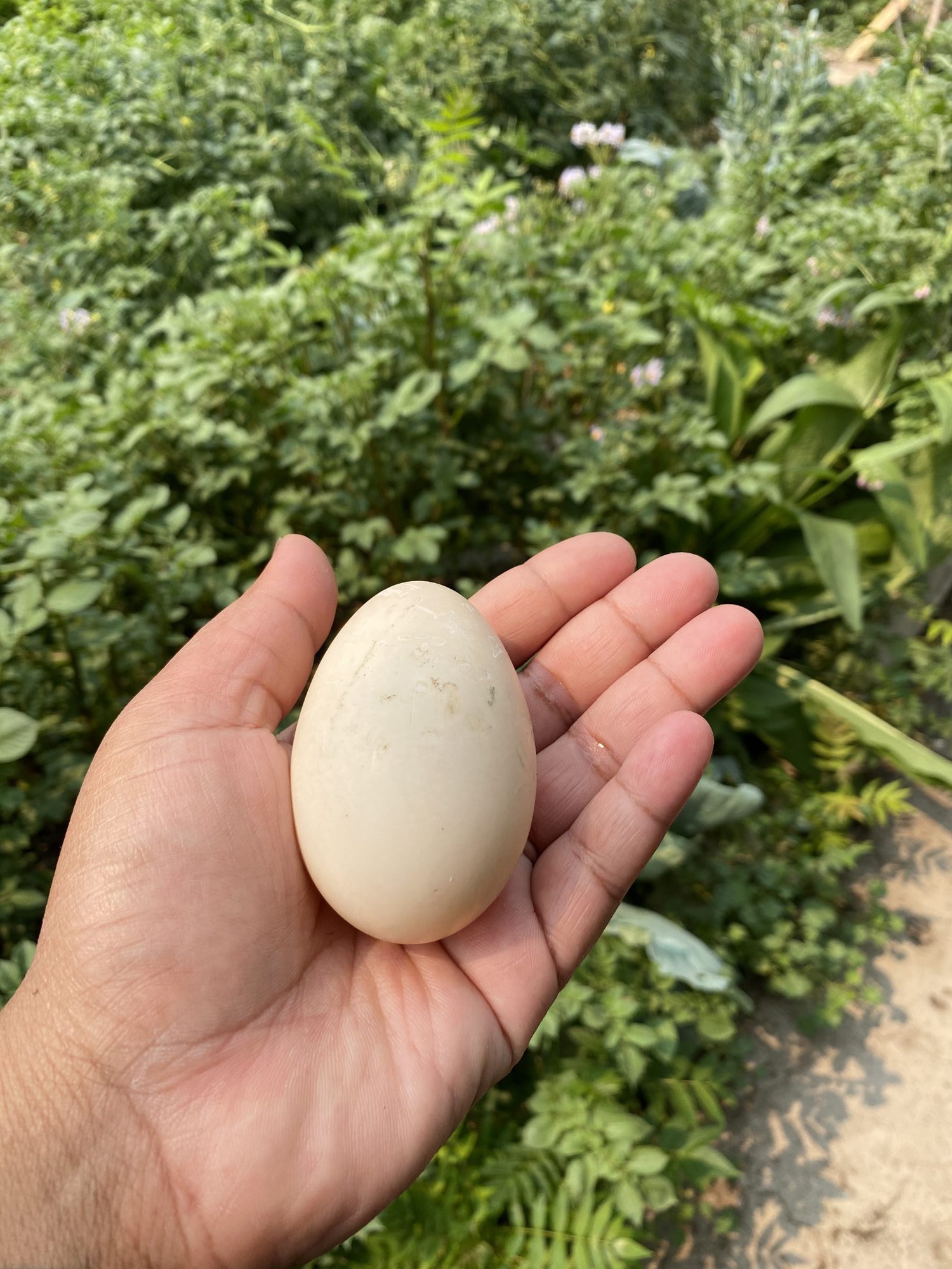 Holding an egg