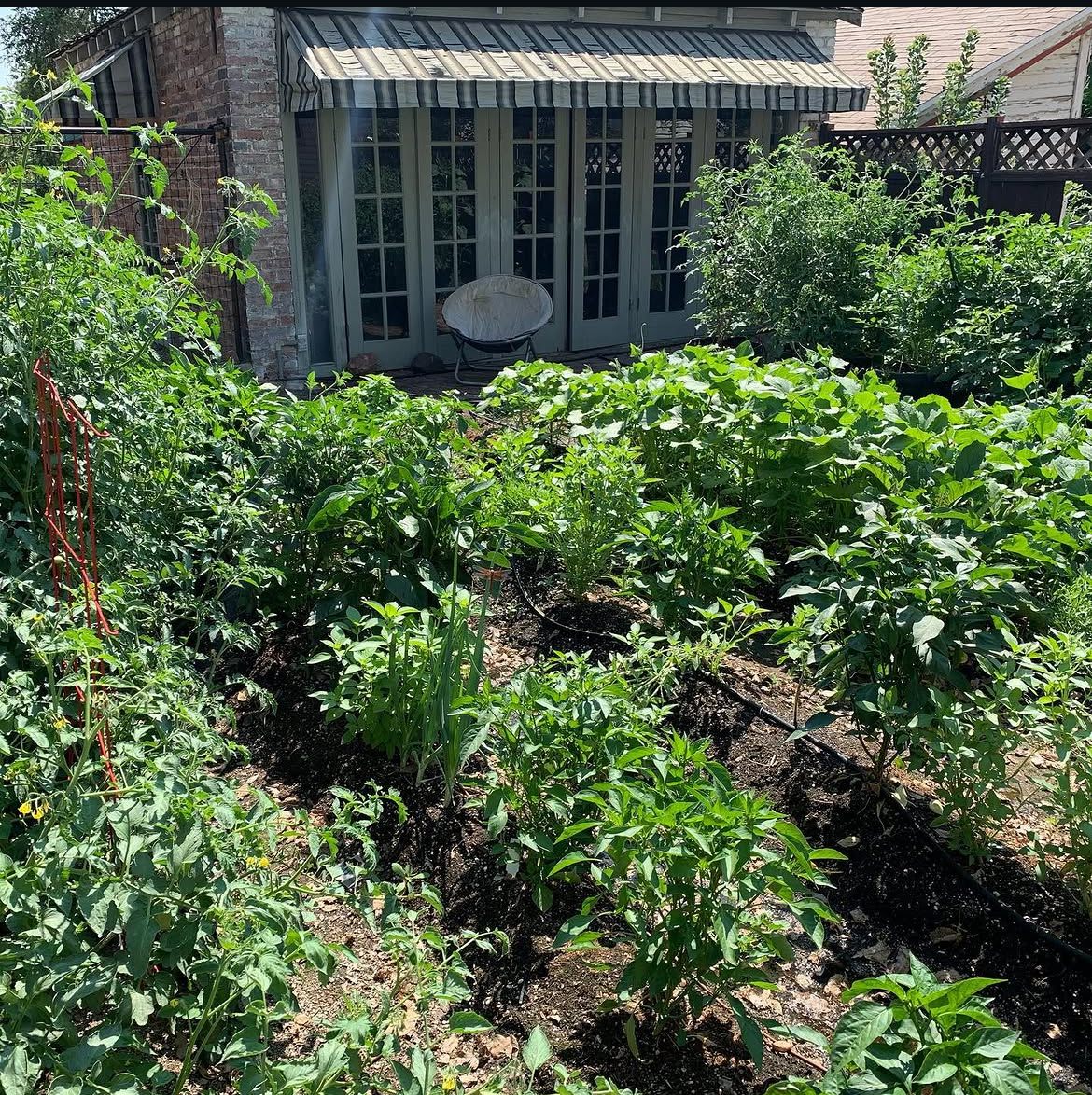 Garden plants