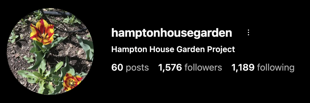 Yellow Flower from the Hampton House Garden Instagram Page